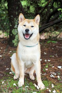 shiba-inu-944510_1280