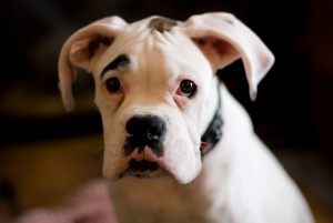 White Boxer Dog Loki Puppy